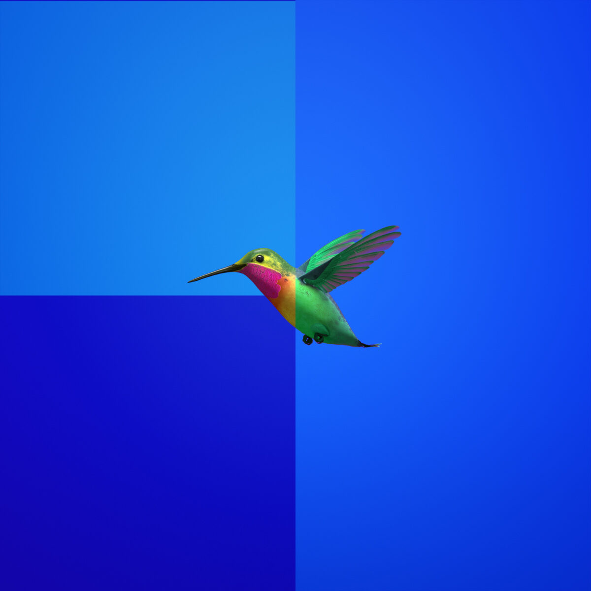 SQUARE-BIRD-1600